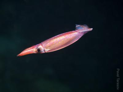 Каракатецевидный кальмар