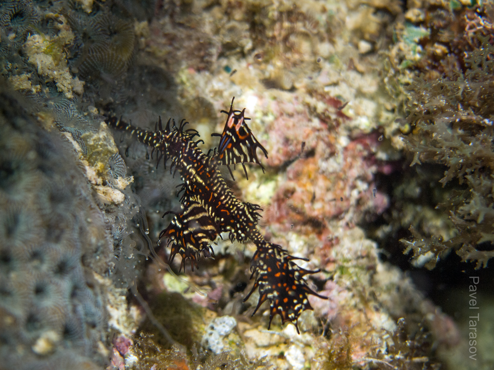 Когда гост пайа заплывает в черные кораллы (а обычно он там и плавает) его почти не видно